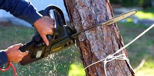 Best Storm Damage Tree Cleanup  in Meadowbrook, VA
