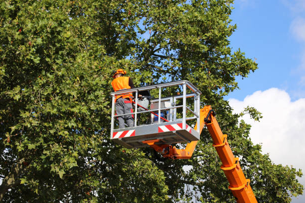 Professional Tree Services in Meadowbrook, VA