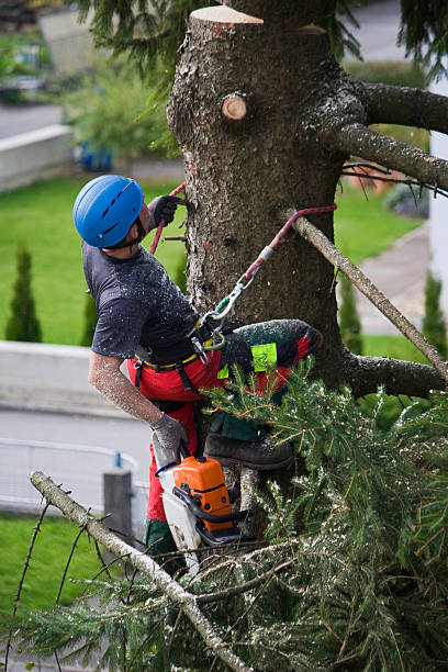 Best Lawn Watering Services  in Meadowbrook, VA