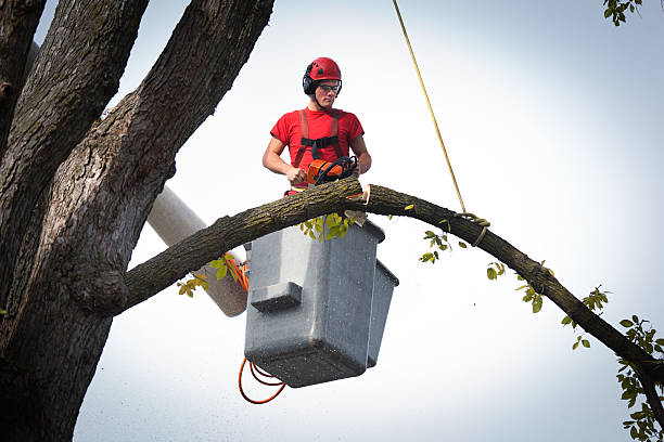 Best Tree Trimming and Pruning  in Meadowbrook, VA